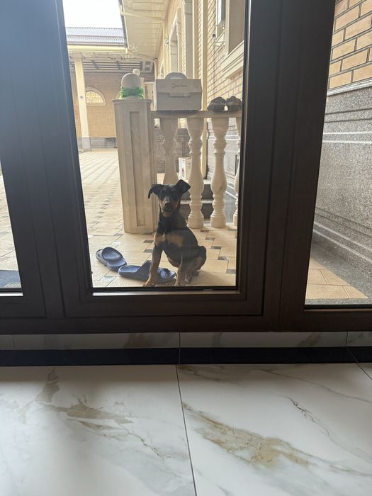 Доберман самка 2,5 месяцов