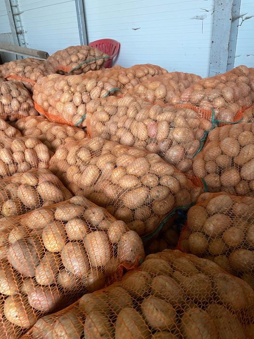 Cartofi consum si samânta