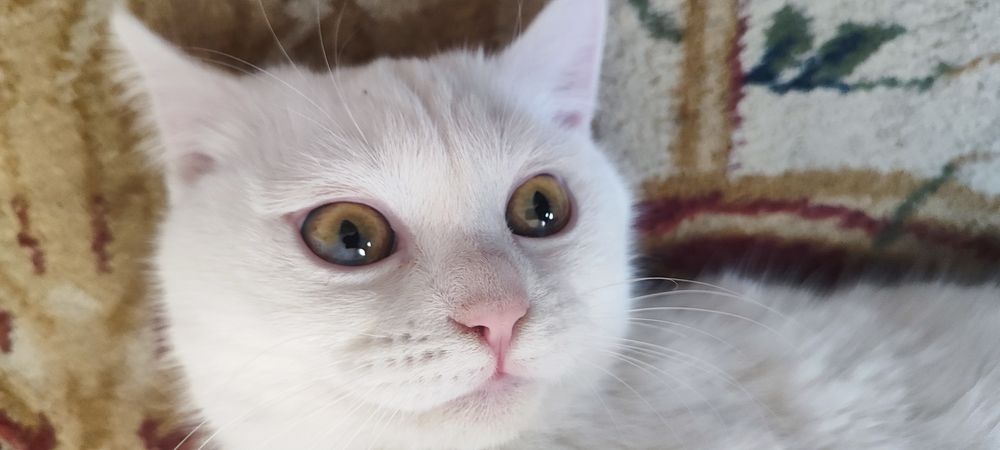 белый домашний кот. срочно!!!