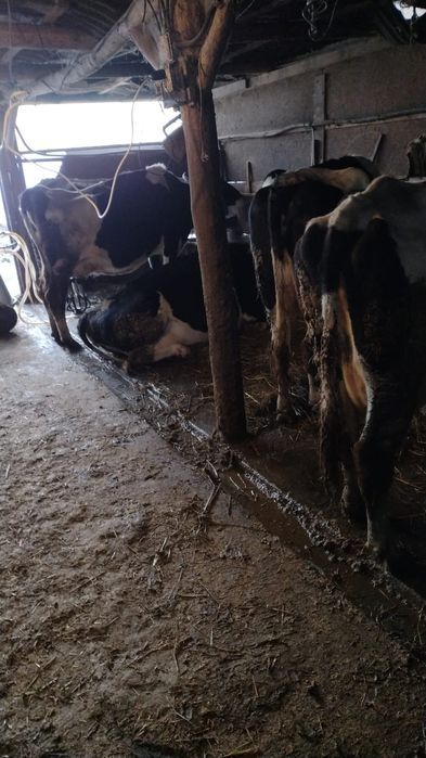 Vaci de lapte - lichidare ferma