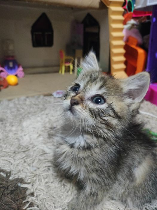 Срочно, отдам котенка