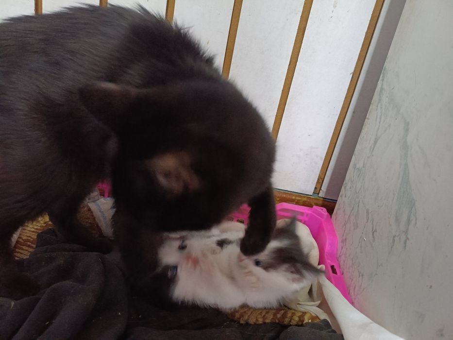 Отдам двух котят