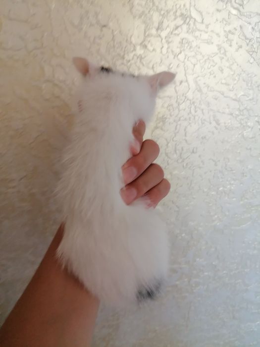 Қыз және ұл әдемі мысықтар