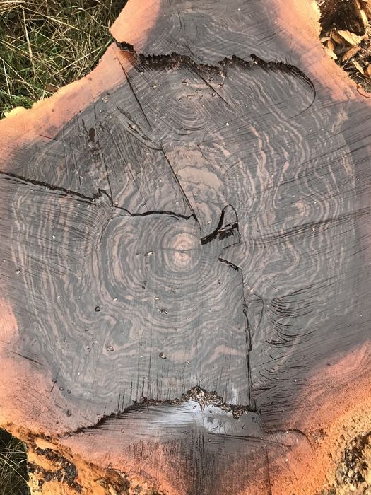 Корен от вековен орех.