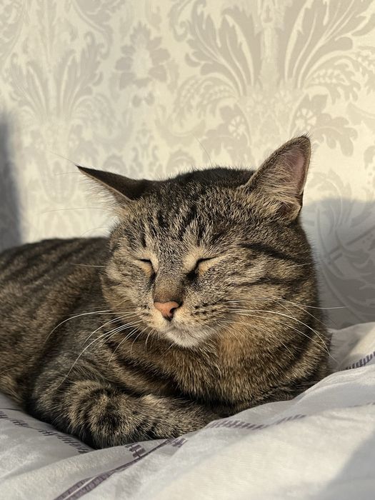 Отдам кота в хорошие руки