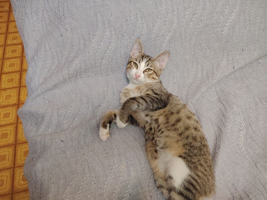 Котëнок ждет хозяина