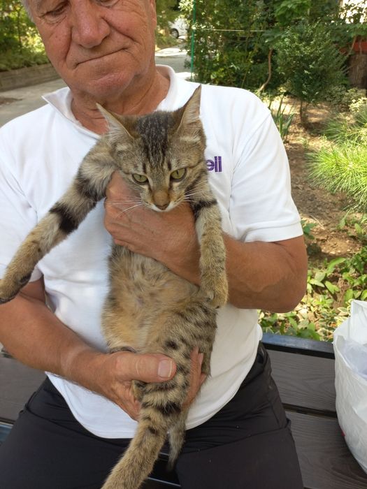 Мальчики коты бесплатно