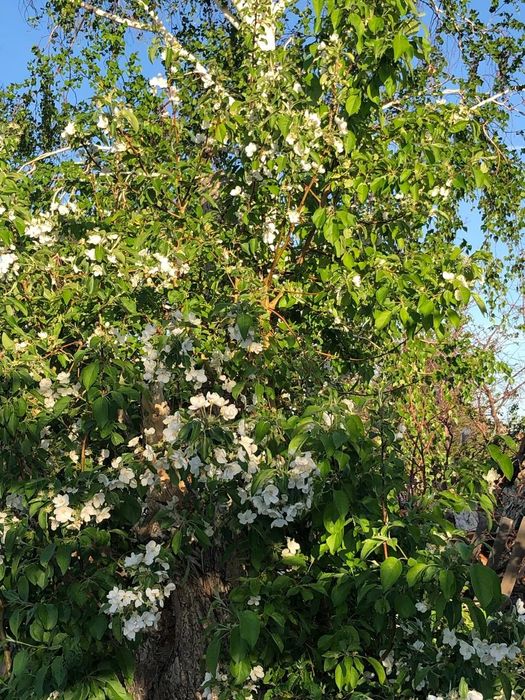 Дача, 13 соток, 2 водоколонка,