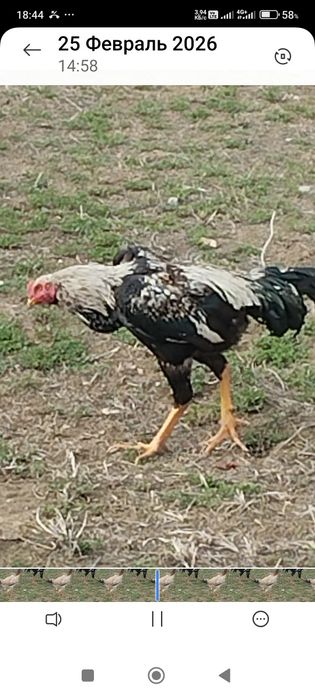 Сатлады срочнаа.