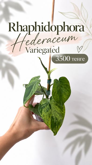 Монстера Бульбозавр