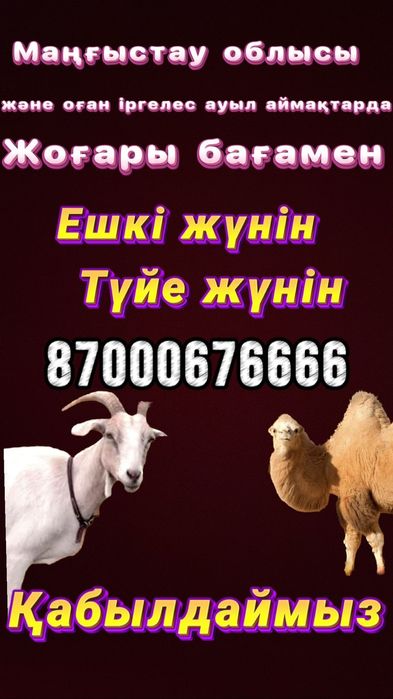 Туйе ешки жун қабылдаймыз.