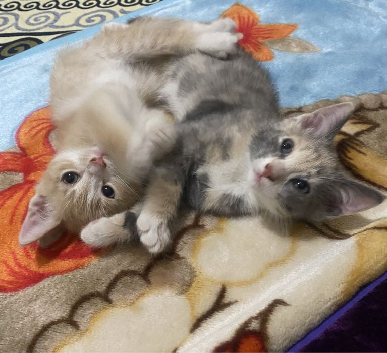 Одтам котят,хорошую руки