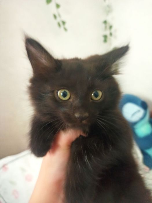 Отдам котят в добрые руки.