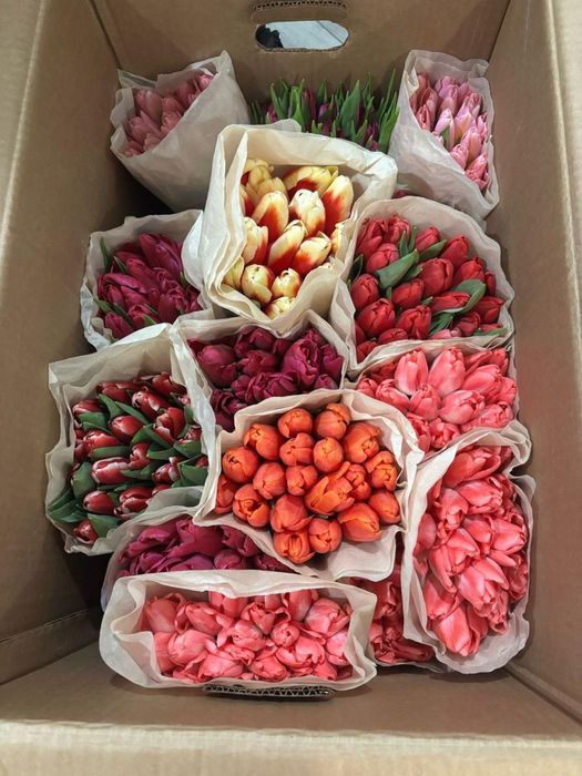 Продам тюльпаны к 8 марта