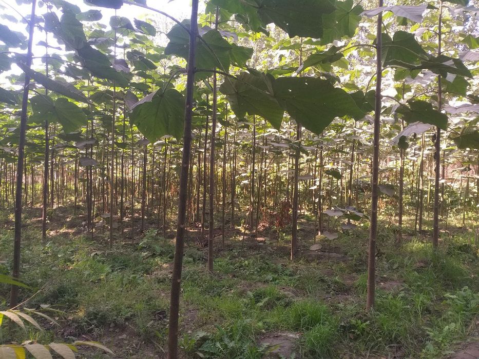 Pavloniya - M1  va Shangton navlari