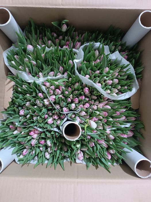 Тюльпаны Голландские оптом от 50 шт