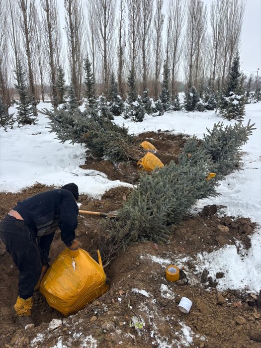 Голубые ели, Сибирские