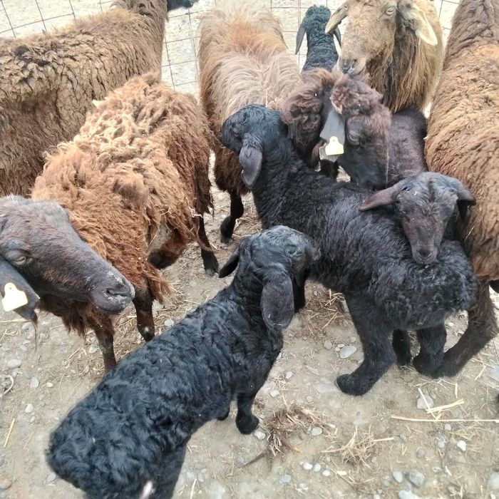 Қозылы қойлар бар 5 бас