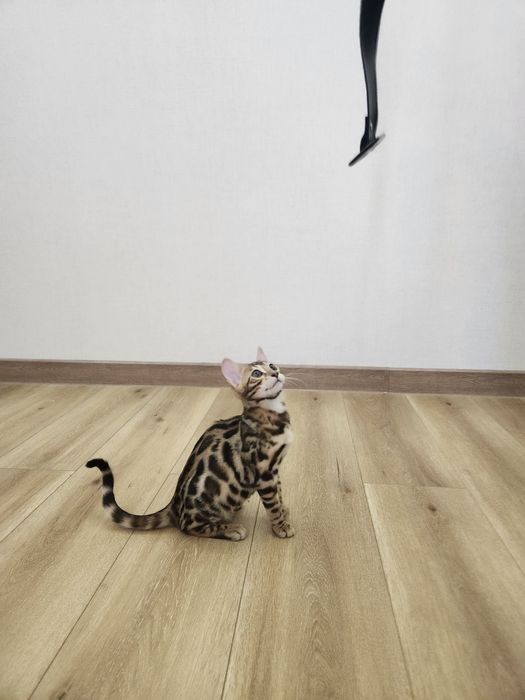 Bengal mushukcha