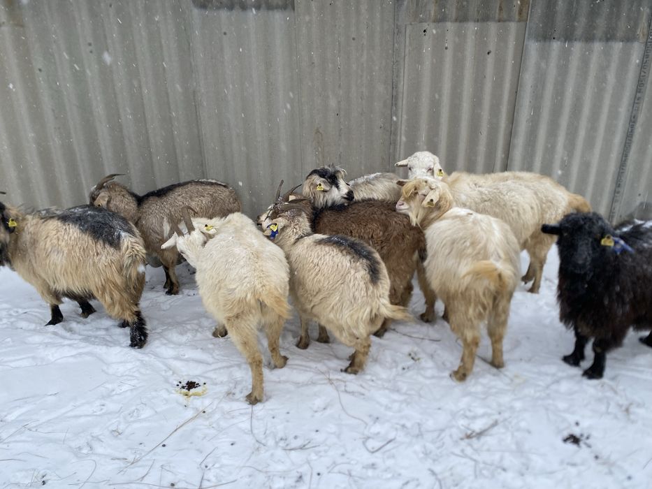 Ешкілер сатылады