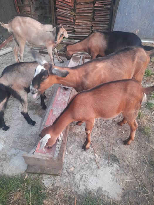 Vand doua ieduțe de rasă