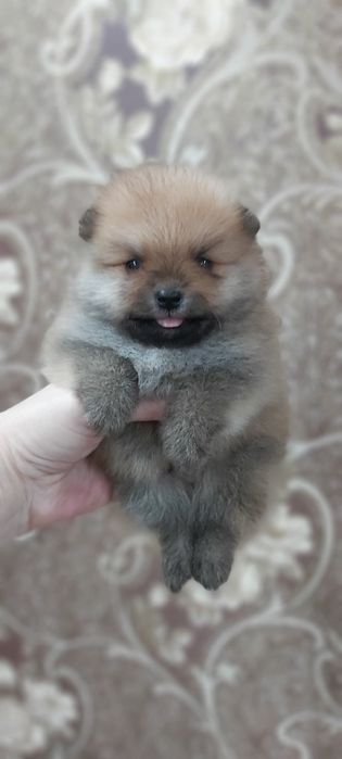 Шпицы щеночки готовы к переезду