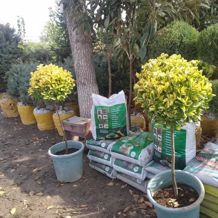 Archalar va xar xil turdagi manzarali daraxtlar bor