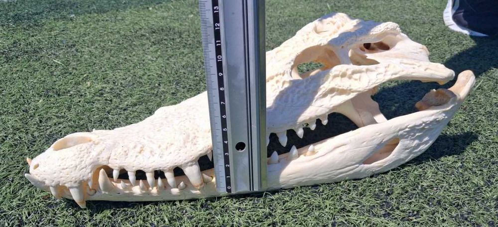 Челюст  Крокодил