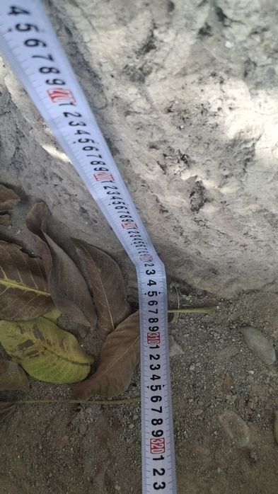 Ёнгок дарахти сотилади