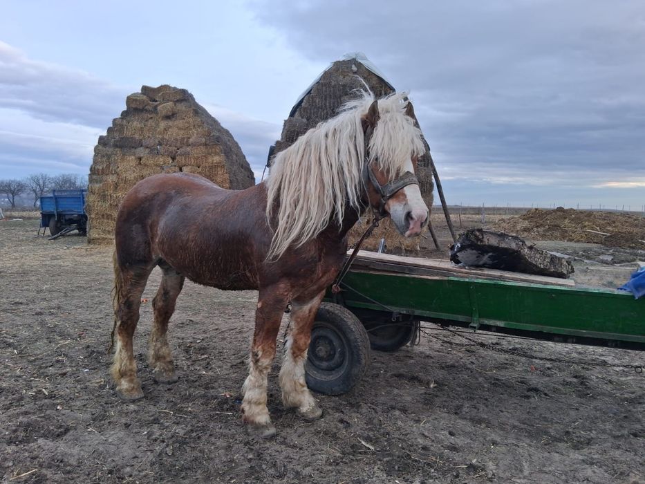 Vând armăsar de 6 ani