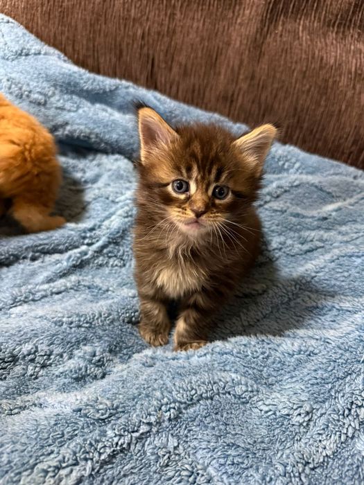 Мейкун котята мейн кун.