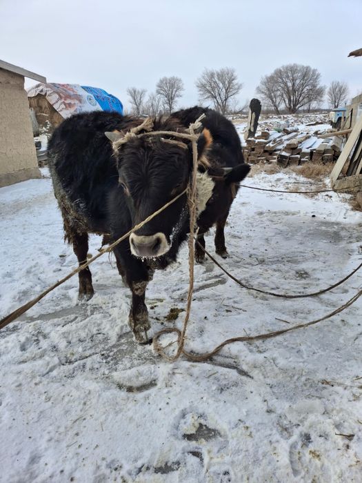 Продам бычков хороших