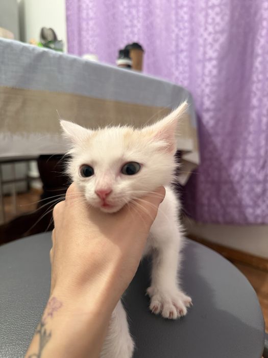 Котенок, мальчик