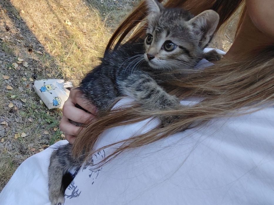 отдам трое котят даром