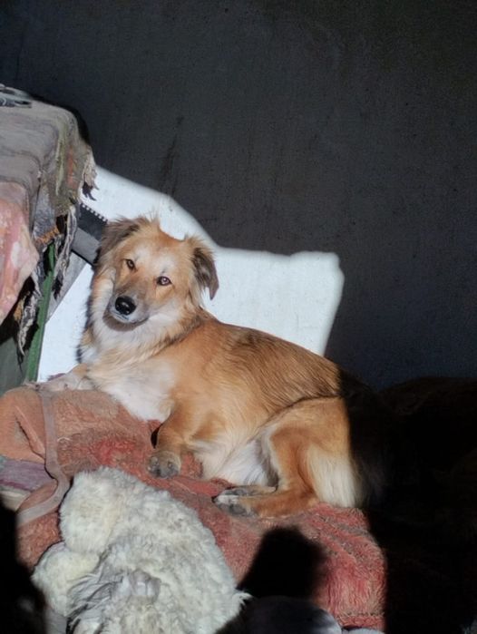 Стерилизованные девочки ищут дом