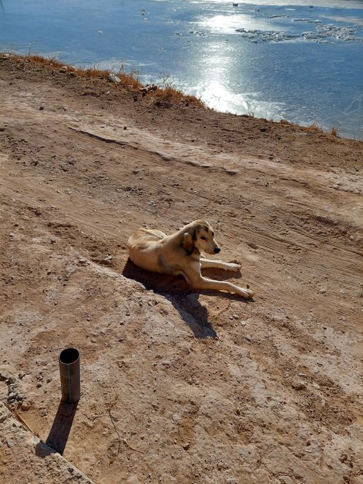 Собаки в хорошм састаение