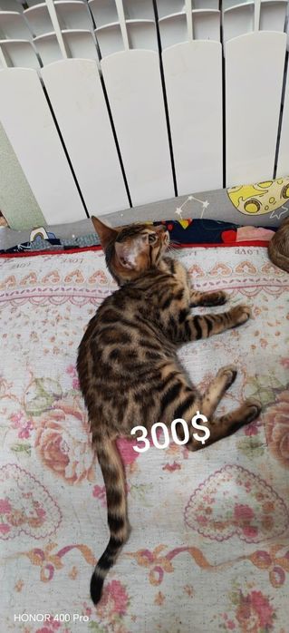 Бенгальсеие котята