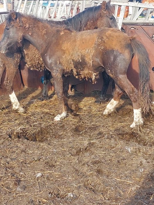 2 жасар тайлар сатылады откорм