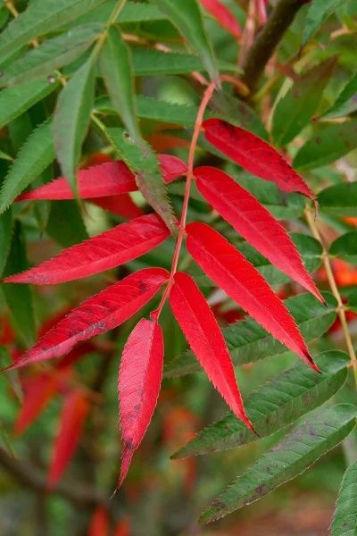 Scovus -Sorbus dodong Frunze rosi