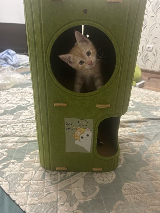 Отдам котенка мальчик