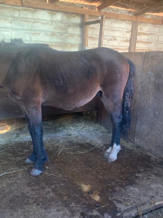 Жеребчик 2,5 года