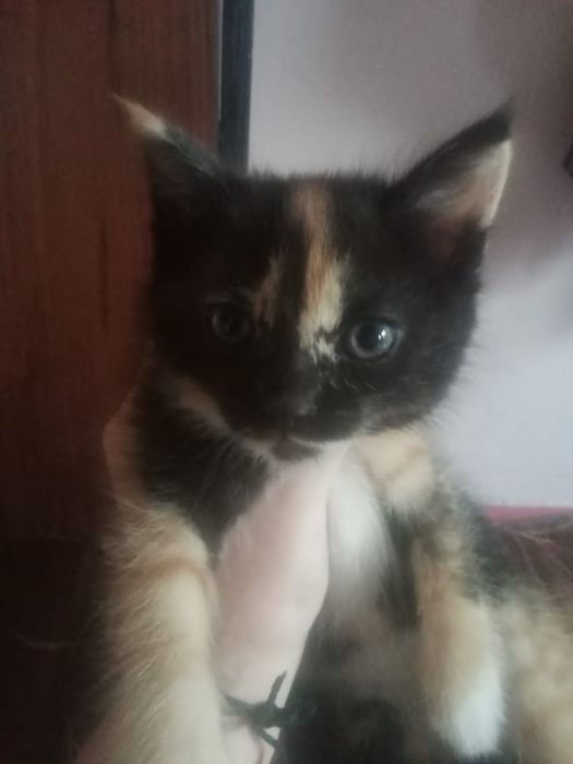 Котята трехцветные кошечки