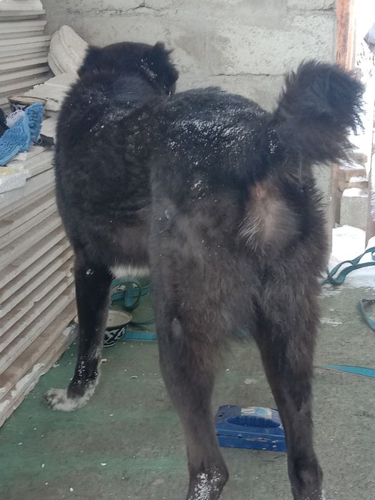 Алабай[Тобет] продаю 1 год