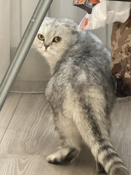 Шиншила кошка ..