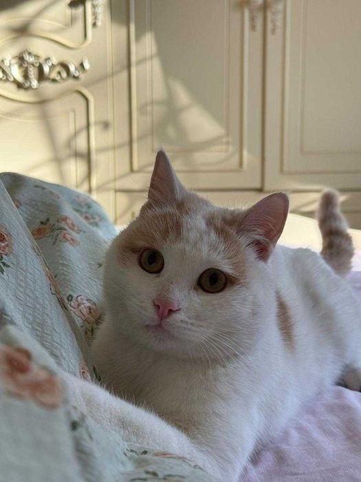 Найден  рыжий котик