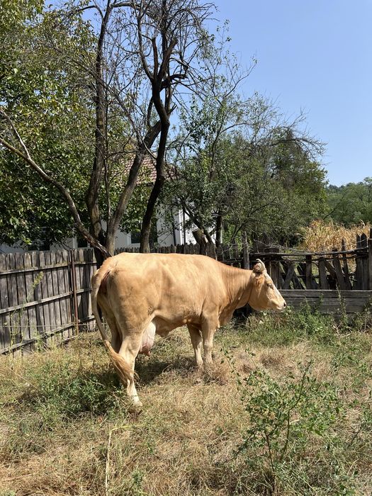 Vand vaca buna de lapte