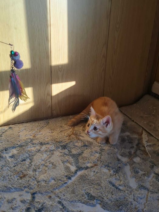Котёнок в добрые и ответсвенные руки