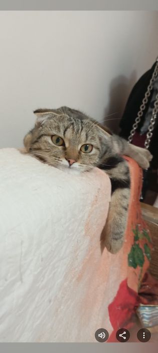 В добрые руки кошечку