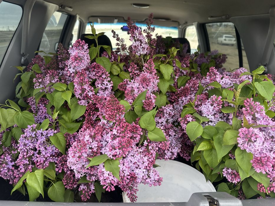 Продам сирень ветка 500 тенге