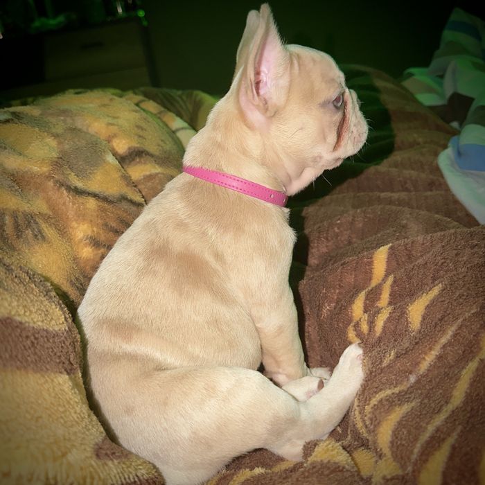 Lilac fawn merle x isabella френски булдог